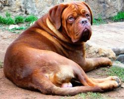  Oscar, Male dogue de bordeaux 
